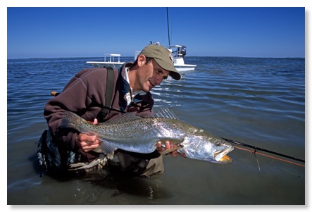 scottlargetrout