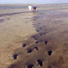 footprints.jpg