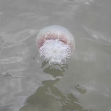 sea cabbage.jpeg