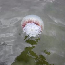 seacabbage.jpg