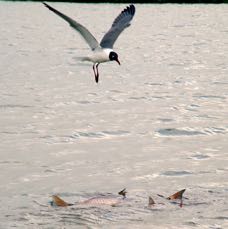 Seagull Over Redfish.jpg