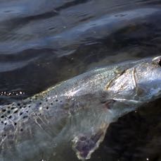 troutinwater2.tif