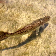 troutswimming.tif